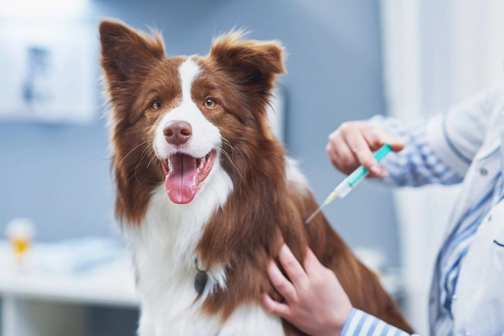 perro-vacunacion-guia-mascota-veterinaria-216624624471